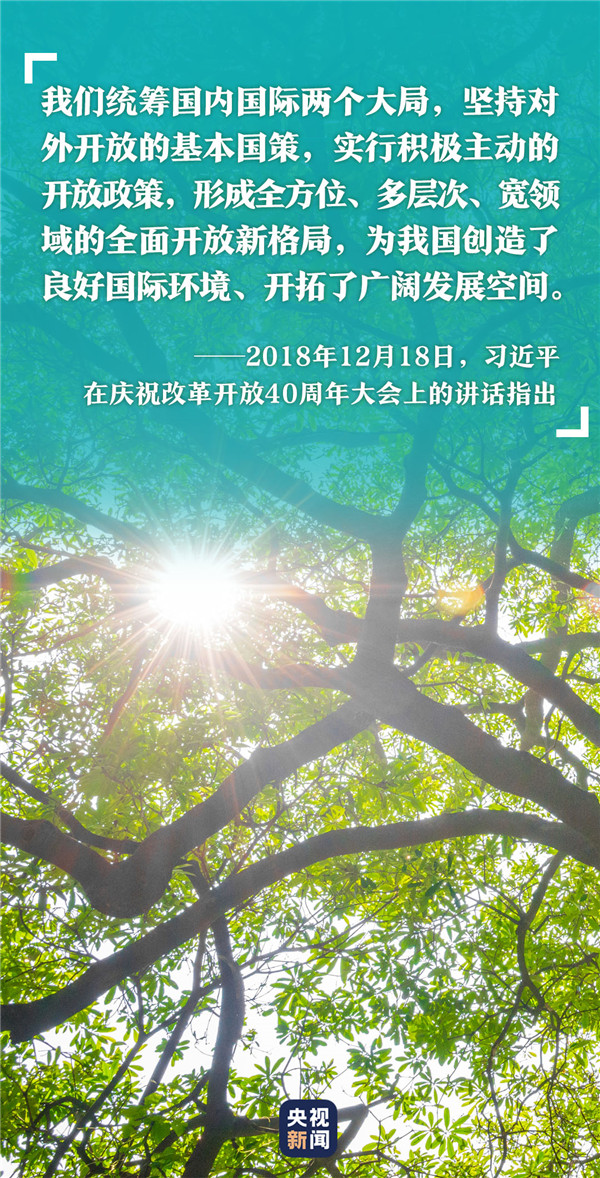 高山榕樹發6.jpg