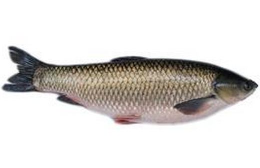 圭崗氹仔魚(yú)